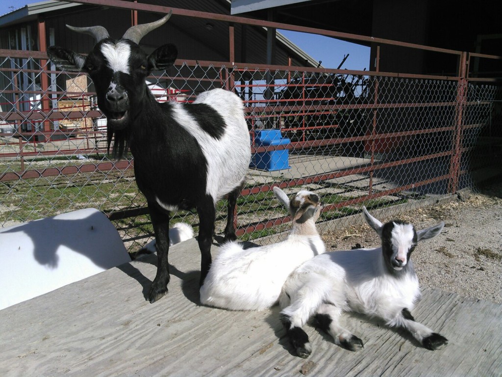 A mamma goat and her babies arrive at Heartland Acres. 